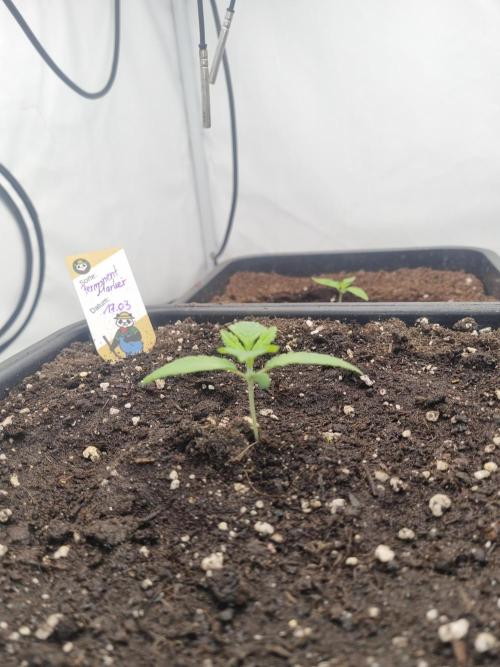FÜNF FINGER Grow Cup. Week 1 - Dienstag, 31.03.2026

Soooo klein. Ist sie noch 😅😉🙈 