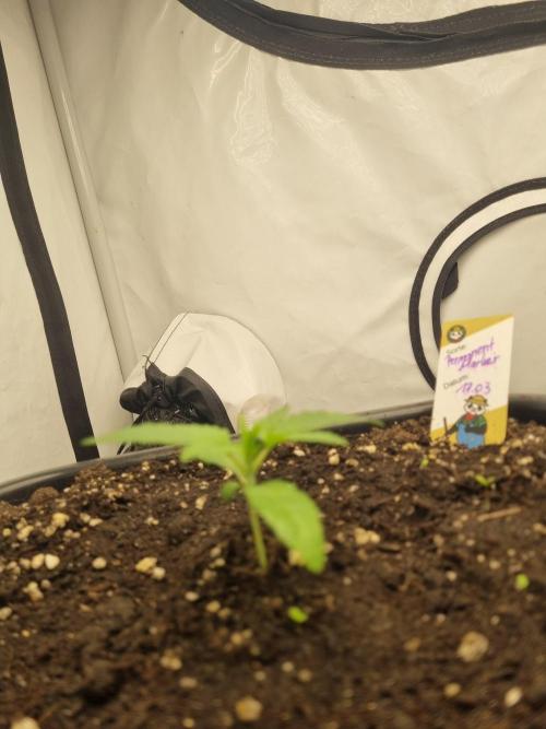 FÜNF FINGER Grow Cup. Week 1 - Mittwoch. 01.04.2026
Endlich legt die kleine Lady los, bin erstaunt 
