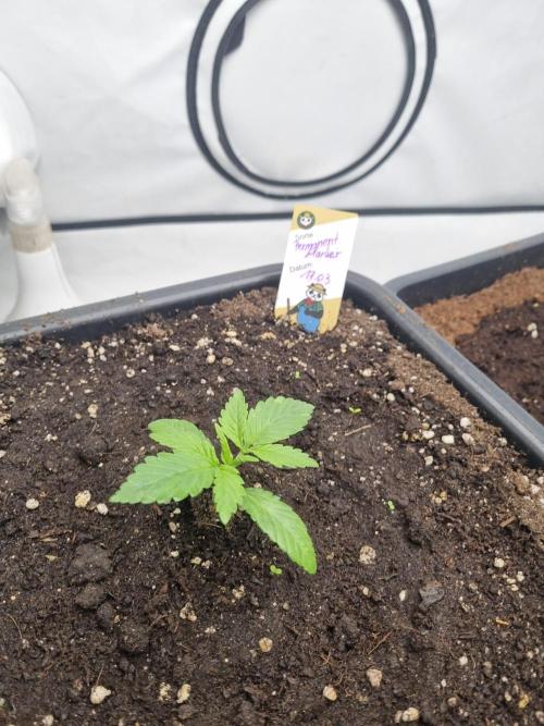 FÜNF FINGER Grow Cup. Week 1 - Mittwoch 01.04.2026
Veg 1 - Tag 2

1 Tag nach Nutzung des pflanzengeflüsters
