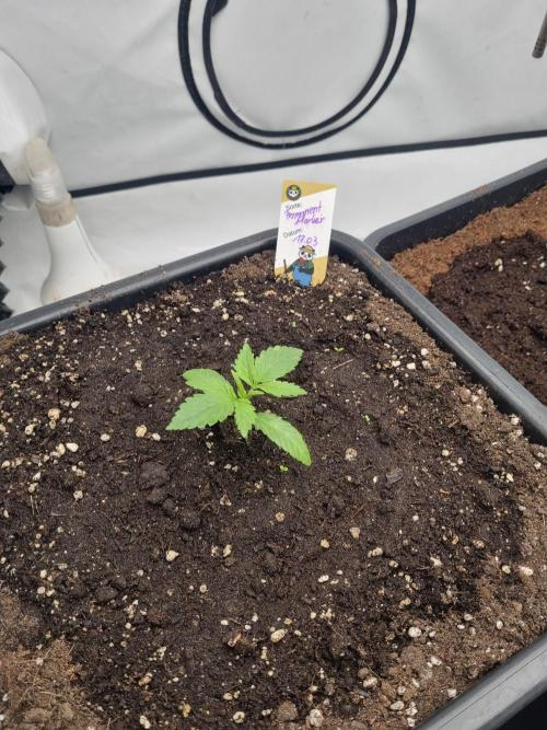 FÜNF FINGER Grow Cup. Week 1 - Mittwoch 01.04.2026
Tag 13 
VEG 1 - TAG 2
