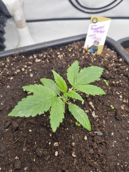 FÜNF FINGER Grow Cup. Week 1 - Donnerstag. 02.04 2026
Tag 14
VEG 1 - TAG 3 