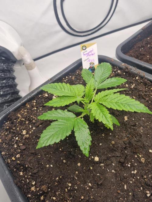 FÜNF FINGER Grow Cup. Week 1 - Sonntag 05.04.2026
Tag 17

