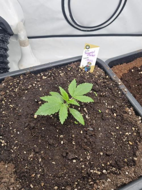 FÜNF FINGER Grow Cup. Week 0 - Sonntag 05.04.2026
Veg2- Tag 1 