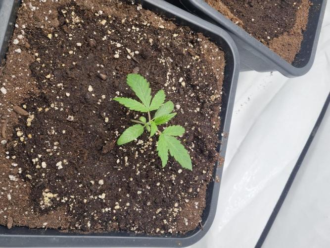 FÜNF FINGER Grow Cup. Week 0 - Sonntag 05.04.2026