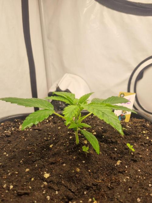 FÜNF FINGER Grow Cup. Week 2 - Montag, 06.04.2026

?✌️🙈 