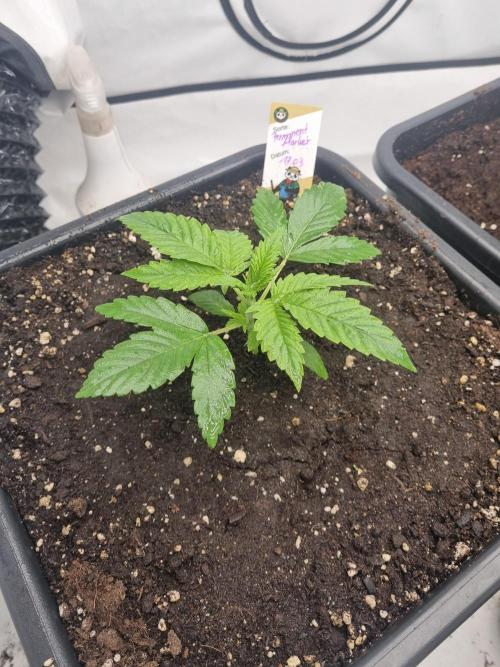 FÜNF FINGER Grow Cup. Week 2 - Montag, 06.04.2026

Schön anzusehen wie sie wächst 