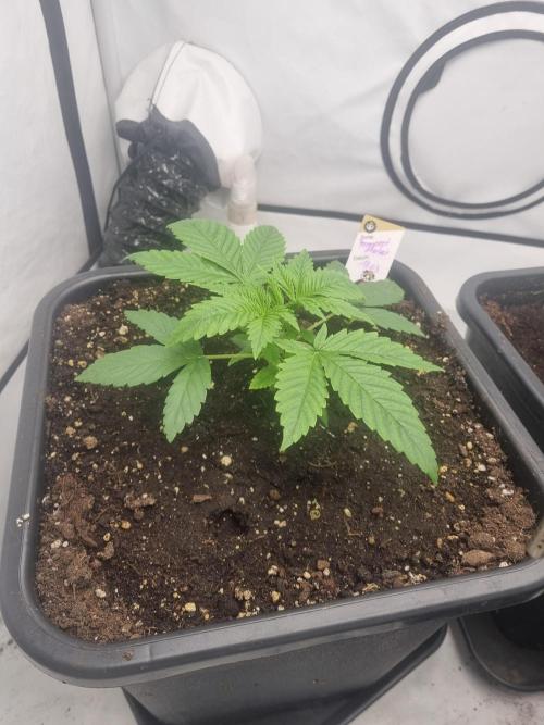 FÜNF FINGER Grow Cup. Week 2 - Dienstag. 07.04. 2026
Tag 19
Veg 2 - Tag 2 