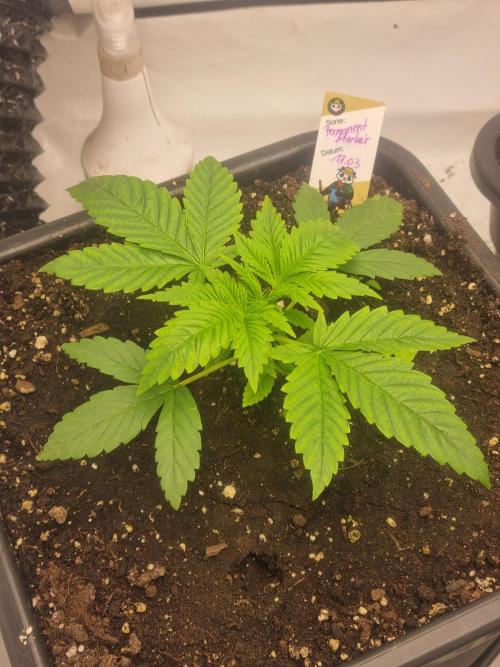 FÜNF FINGER Grow Cup. Week 2 - Einfach mega die eine Lady so zu legen zu sehen 😉 