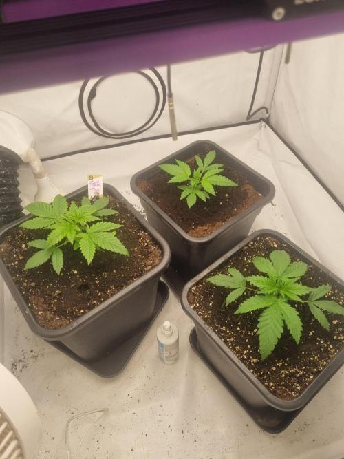 FÜNF FINGER Grow Cup. Week 2 - Dir 3 Ladys auf einen Blick...

Alles permanent marker von Seed Supplier 
