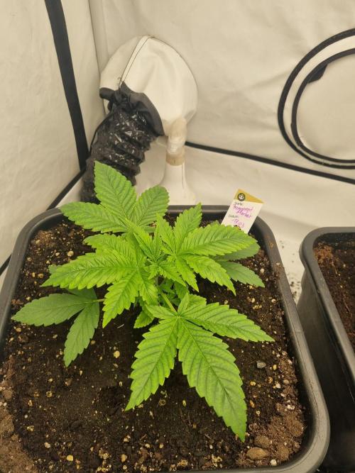 FÜNF FINGER Grow Cup. Week 2 - Mittwoch, 08.04.2026
Tag 20 veg 2 - Tag 3


