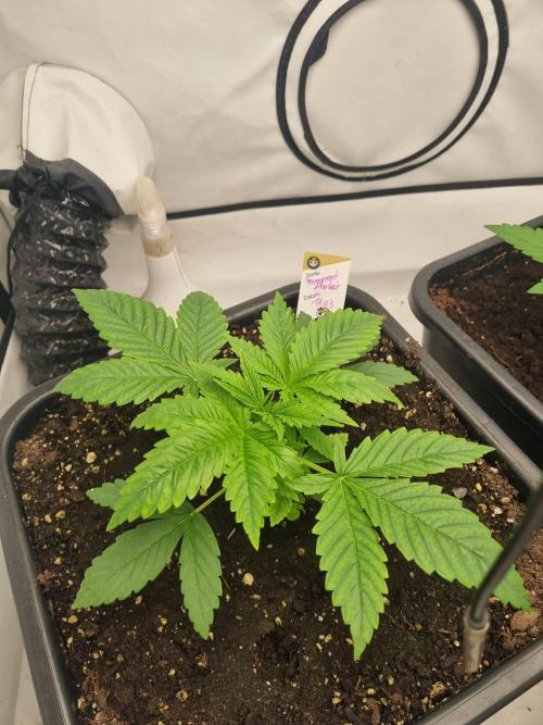FÜNF FINGER Grow Cup. Week 2 - Mittwoch, 08.04.2026

Einfach wundervoll anzusehen 