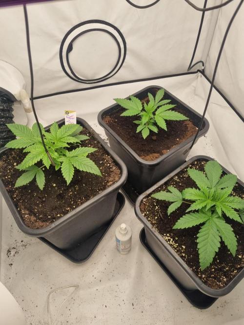 FÜNF FINGER Grow Cup. Week 2 - Mittwoch, 08.04.2026
Tag 20

Mal alle 3 Ladys auf einem Bild 