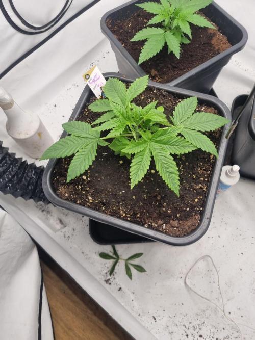 FÜNF FINGER Grow Cup. Week 2 - Donnerstag 09.04.2026

Es ist immer wieder schön sie so zulegen zu sehen. 