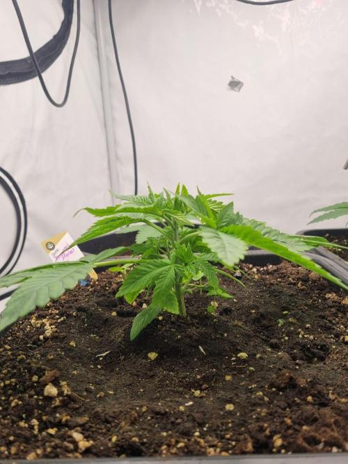FÜNF FINGER Grow Cup. Week 2 - Donnerstag, 09.04.2026
Tag 21

, Langsam wird es ja 