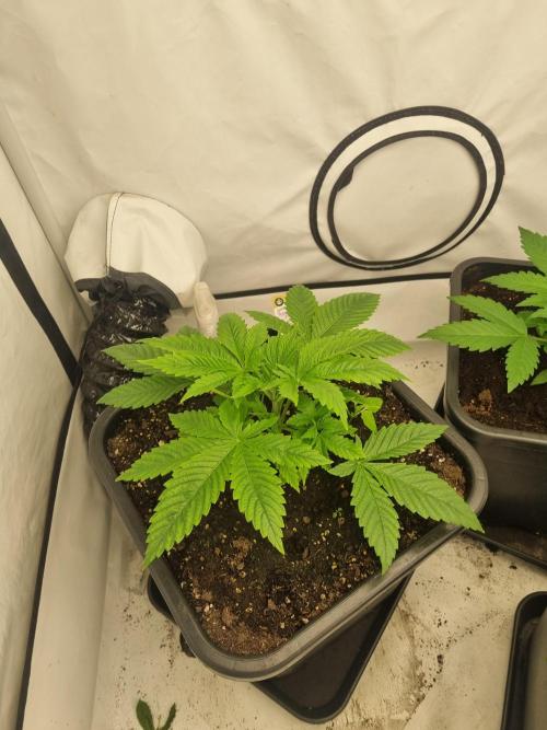 FÜNF FINGER Grow Cup. Week 2 - Samstag,11. 04.2026
Tag 23 