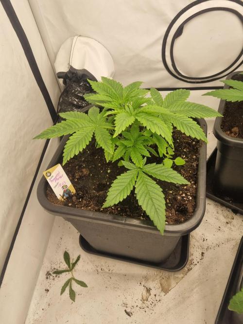 FÜNF FINGER Grow Cup. Week 2 - Samstag,11. 04.2026