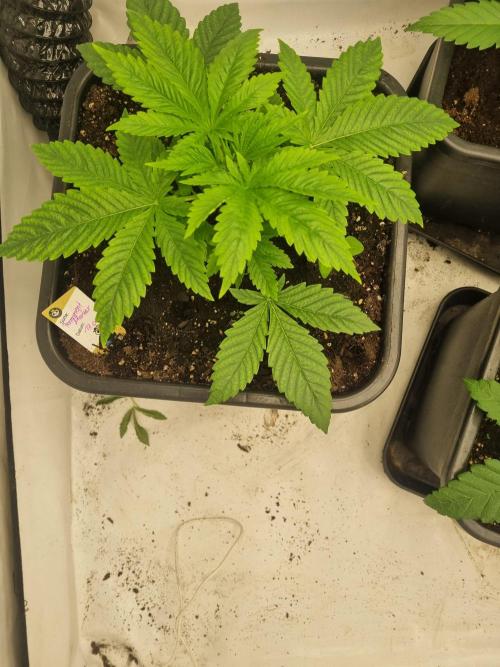 FÜNF FINGER Grow Cup. Week 2 - Samstag. 11.04.2026
Veg 2- Tag 6