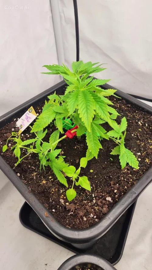 FÜNF FINGER Grow Cup