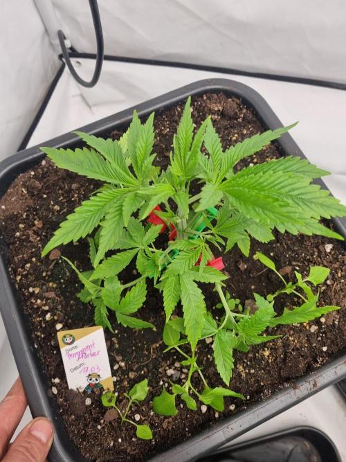 FÜNF FINGER Grow Cup. Week 2 - Sonntag. 12.04.2026
