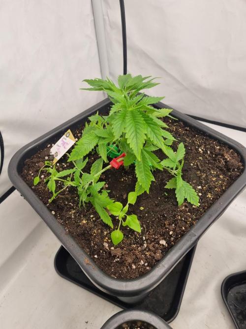 FÜNF FINGER Grow Cup. Week 2 - Sonntag, 12.04.2026
Tag 24
Veg 2 - Tag 7

