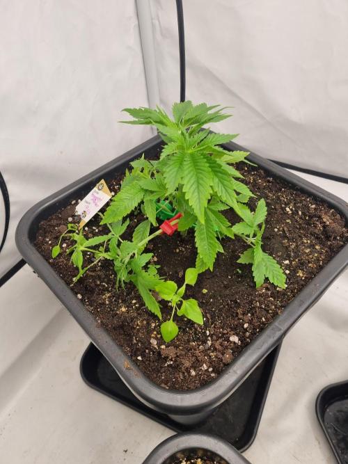 FÜNF FINGER Grow Cup. Week 2 - Sonntag, 12.04.2026
