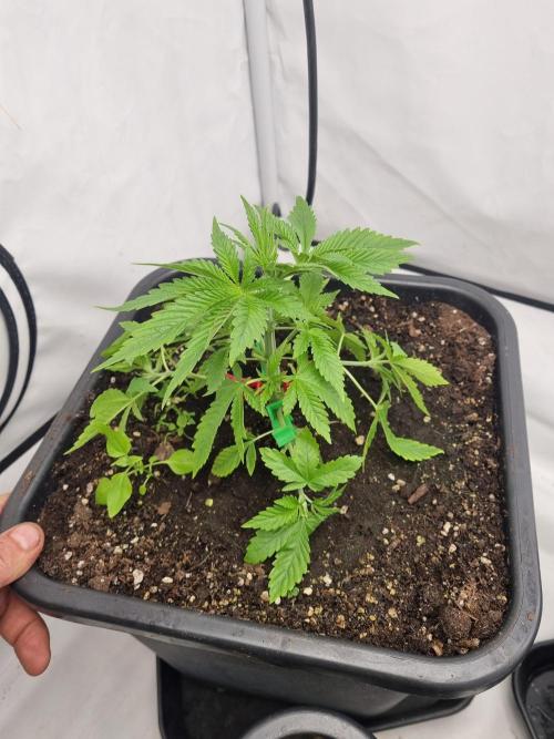 FÜNF FINGER Grow Cup. Week 2 - Sonntag, 12.04.2026 