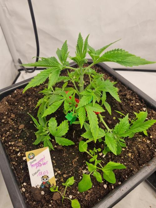 FÜNF FINGER Grow Cup. Week 2 - Sonntag, 12.04.2026

Wie man sieht lebt der Boden wahnsinnig gut, 