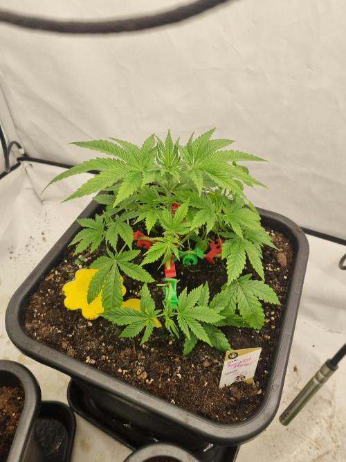 FÜNF FINGER Grow Cup. Week 2 - Donnerstag,16.04.2026
Veg 2 - Tag 11
Tag 28 