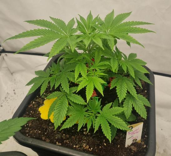 FÜNF FINGER Grow Cup. Week 3 - Sonntag, 19.04.2026
Veg 3 Tag 1
Tag 31
