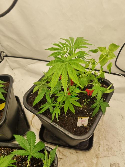 FÜNF FINGER Grow Cup. Week 3 - Montag, 20.04.2026
Veg 3 Tag 2
Tag 32
