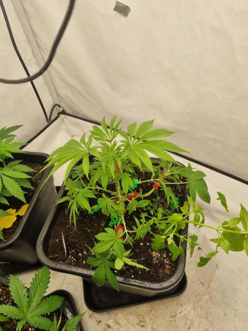 FÜNF FINGER Grow Cup. Week 3 - Montag, 20.04.2026
Tag 32

Happy 420-Day 🙈😅 