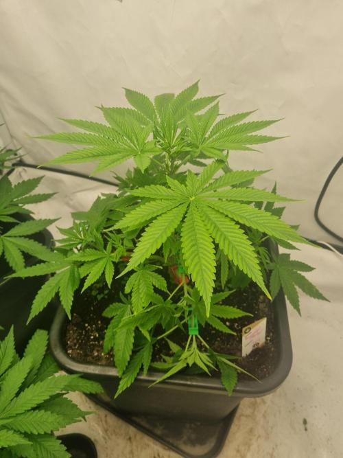 FÜNF FINGER Grow Cup. Week 3 - Donnerstag, 23.04.2026
Veg 3 Tag 5

Tag 35 