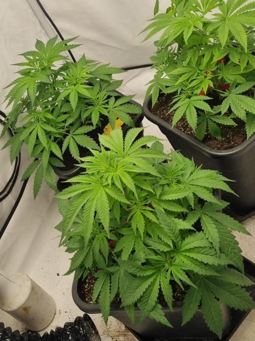 FÜNF FINGER Grow Cup. Week 3 - Mal alle Ladys auf einem Foto 