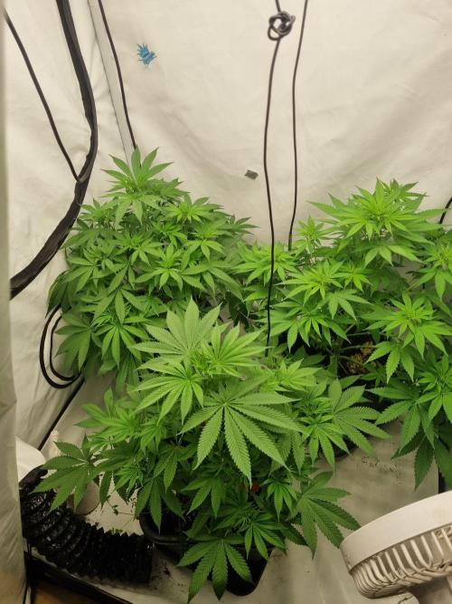 FÜNF FINGER Grow Cup. Week 4 - Noch mal alle 3 Ladys vom weed Grill xD 
