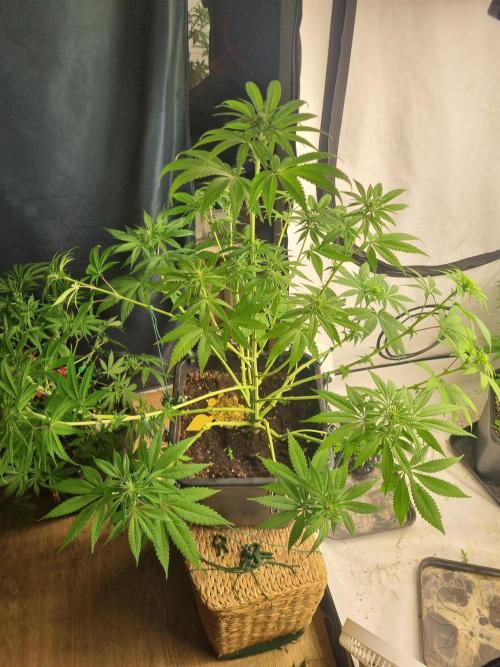FÜNF FINGER Grow Cup. Week 4 - Freitag, 08.05.2026
Einfach wundervoll sie sich entwickeln zu sehen 