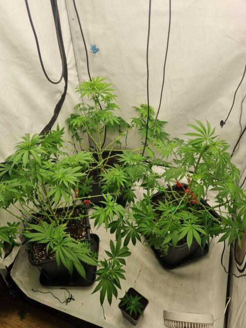 FÜNF FINGER Grow Cup. Week 4 - Noch mal. Alle permanent marker auf einen Blick

Alle Lollipopping durch

