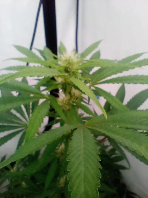 FÜNF FINGER Grow Cup. Week 5 - Donnerstag 21.05.2026

Buds Bildung  