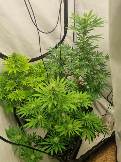 FÜNF FINGER Grow Cup. Week 5 - Und mal. Alle drei Damen auf einem Blick und man erkennt den den Unterschied... 