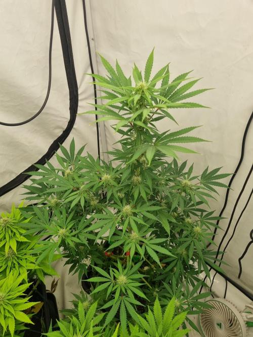 FÜNF FINGER Grow Cup. Week 5 - Samstag, 23.05.2026

Einfach ein Traum xD 

