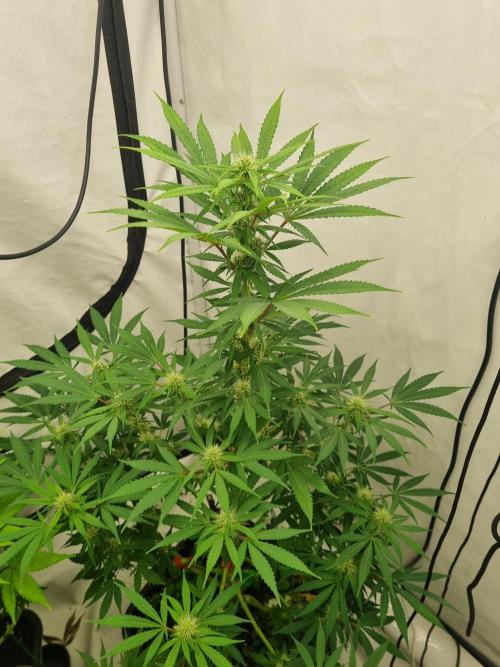 FÜNF FINGER Grow Cup. Week 5 - Samstag, 23 05 2026
Tag 65

?🙈🍀

Wünsche schöne Pfingsten 
