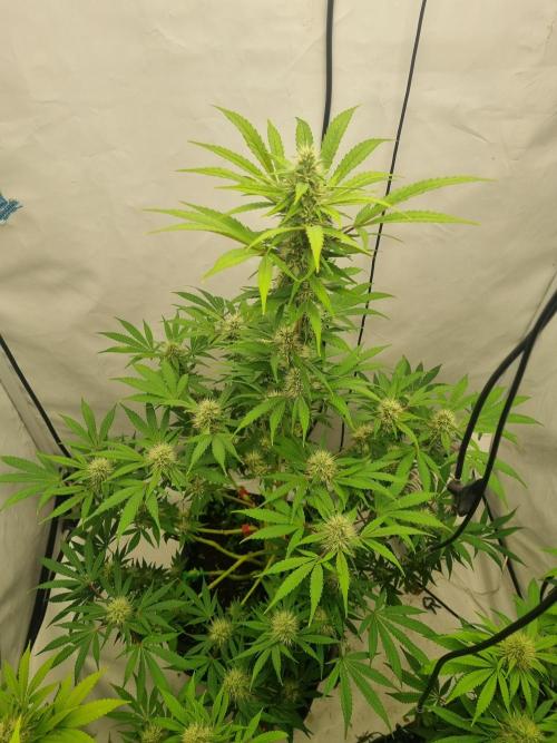 FÜNF FINGER Grow Cup. Week 5 - Einfach wunder schön, D 