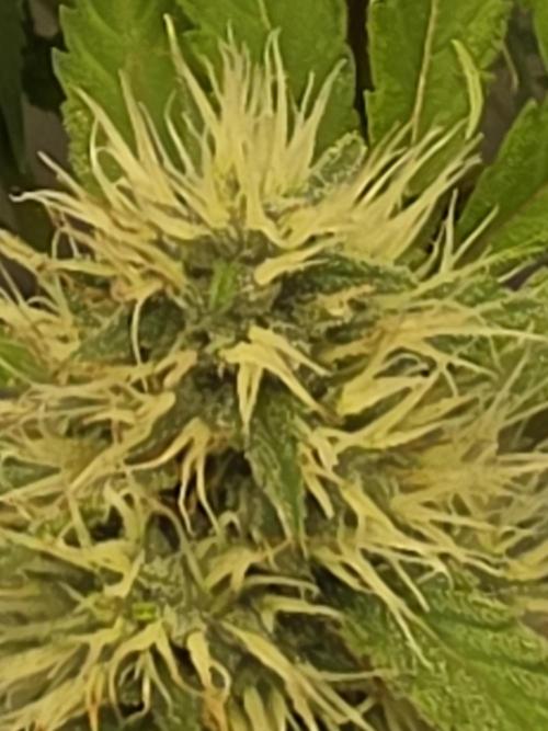 FÜNF FINGER Grow Cup. Week 6 - Nahaufnahme eines sie Buds  Tag 78 