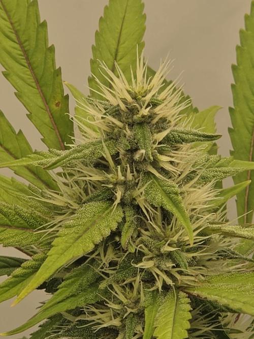 FÜNF FINGER Grow Cup. Week 6 - Freitag 05.06.2026 Hauptbud der Cut Lady BW 6-1 