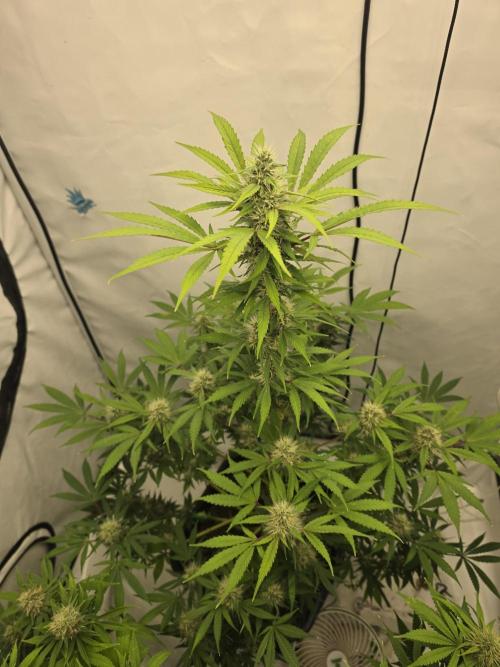 FÜNF FINGER Grow Cup. Week 6 - Freitag 05.06.2026  noch mal die ganze Schönheit auf einem Blick 