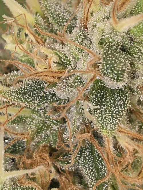 FÜNF FINGER Grow Cup. Week 8 - sonntag 21.06.2026 Bw8 - Tag 4 ( tag 96) Nahaufnahme trichome 