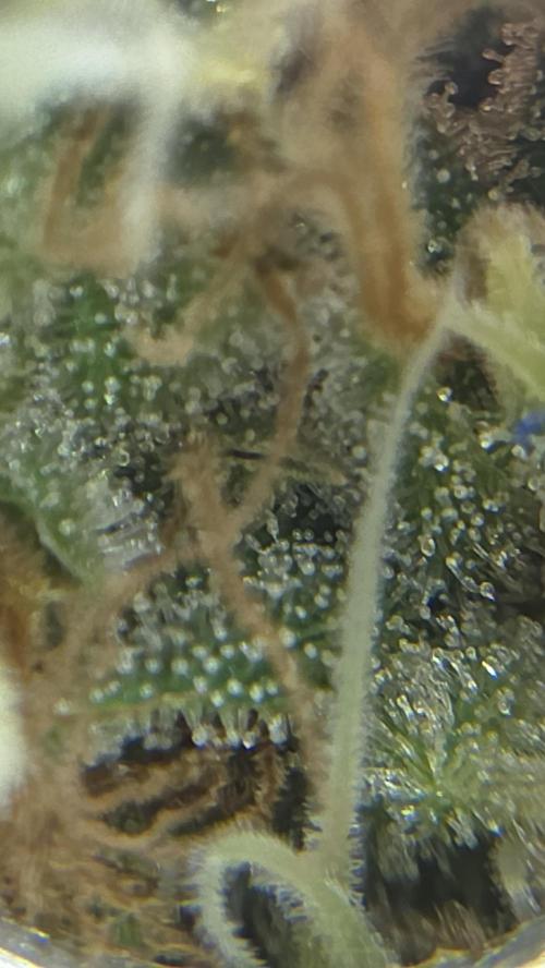 FÜNF FINGER Grow Cup. Week 8