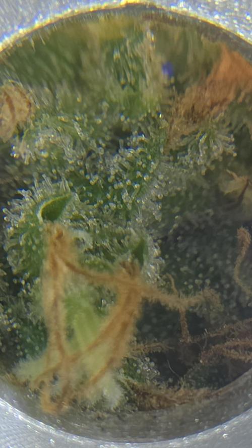 FÜNF FINGER Grow Cup. Week 8 - trixhome check no2 