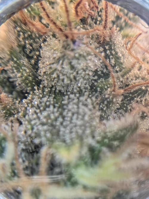 FÜNF FINGER Grow Cup. Week 10 - donnerstag 02.07.2026 es geht dem Ende entgegen. Es wird am 4.7.26 gexhoppt, dann gehts ins Dry.