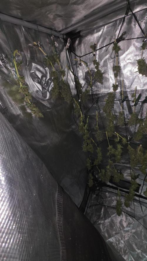 FÜNF FINGER Grow Cup. Week 9