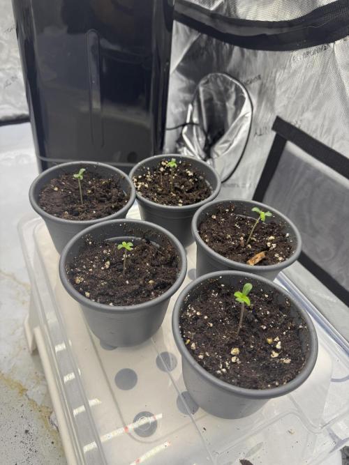 Trainwreck feminzed [1st round]. Week 0